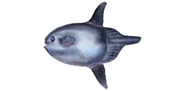 SHARPTAIL MOLA