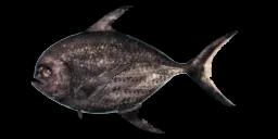 SICKLE POMFRET