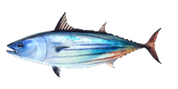 SKIPJACK TUNA