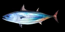 SKIPJACK TUNA