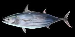 SKIPJACK TUNA