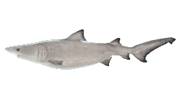 SMALLTOOTH SAND TIGER