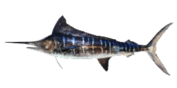 STRIPED MARLIN