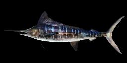 STRIPED MARLIN