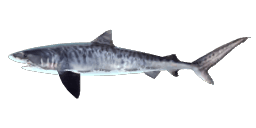 TIGER SHARK