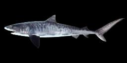 TIGER SHARK