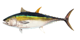 YELLOWFIN TUNA