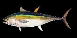 YELLOWFIN TUNA