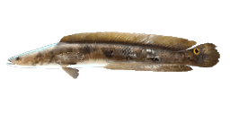 BULLSEYE SNAKEHEAD