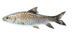 COPPER MAHSEER