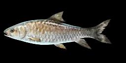 COPPER MAHSEER