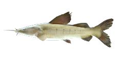 MENODA CATFISH