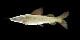 MENODA CATFISH