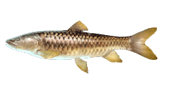 PUTITOR MAHSEER