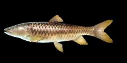 PUTITOR MAHSEER