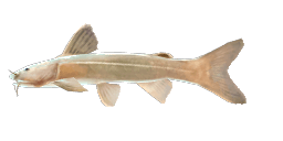 THREE-LINED CATFISH