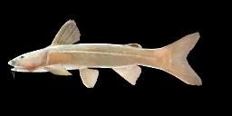 THREE-LINED CATFISH