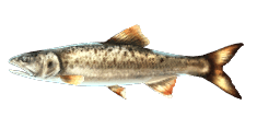 TROUT BARB