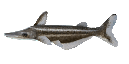 AGENEIOSUS STRIPED CATFISH