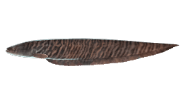 BANDED KNIFEFISH