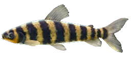 BANDED LEPORINUS