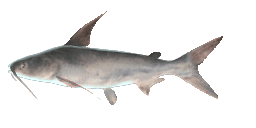 GAFFTOPSAIL CATFISH