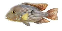 PEARL CICHLID