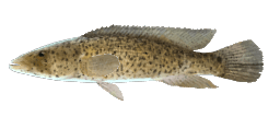 PIKE CICHLID