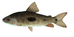 THREESPOT LEPORINUS