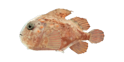 BALLOON LUMPFISH