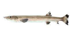 BIGHEAD BEAKED SANDFISH