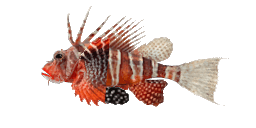 BLACKFOOT FIREFISH