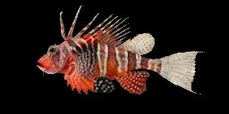 BLACKFOOT FIREFISH