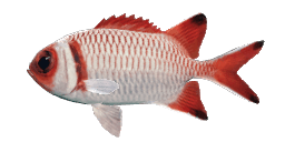 BLACKTIP SOLDIERFISH