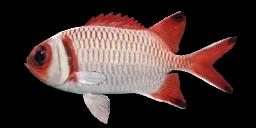 BLACKTIP SOLDIERFISH