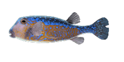 BLUESPOTTED BOXFISH