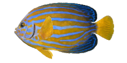 BLUESTRIPED ANGELFISH