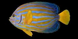 BLUESTRIPED ANGELFISH