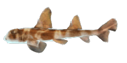 BULLHEAD SHARK