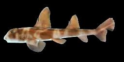 BULLHEAD SHARK