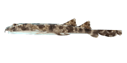 WOBBEGONG