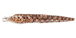 LEOPARD MORAY EEL