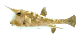 LONGHORN COWFISH