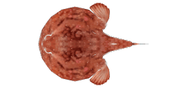 MINIPIZZA BATFISH