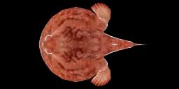 MINIPIZZA BATFISH