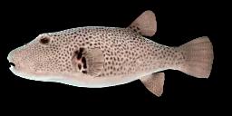 STELLATE PUFFER