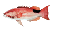 TARRY HOGFISH