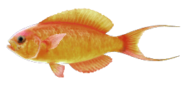 YELLOWSAIL RED BASS