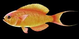 YELLOWSAIL RED BASS