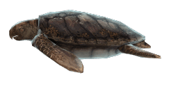 ARCHELON